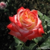 Imperatrice Farah